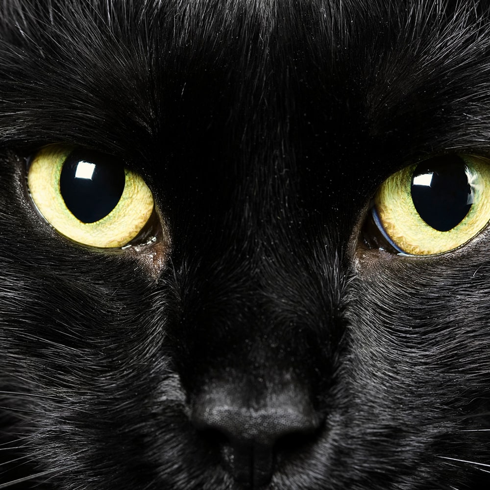 Why are black cats considered bad luck? | petGuard