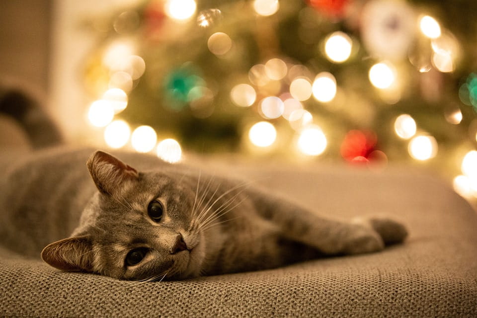 Cat lounging near Christmas tree