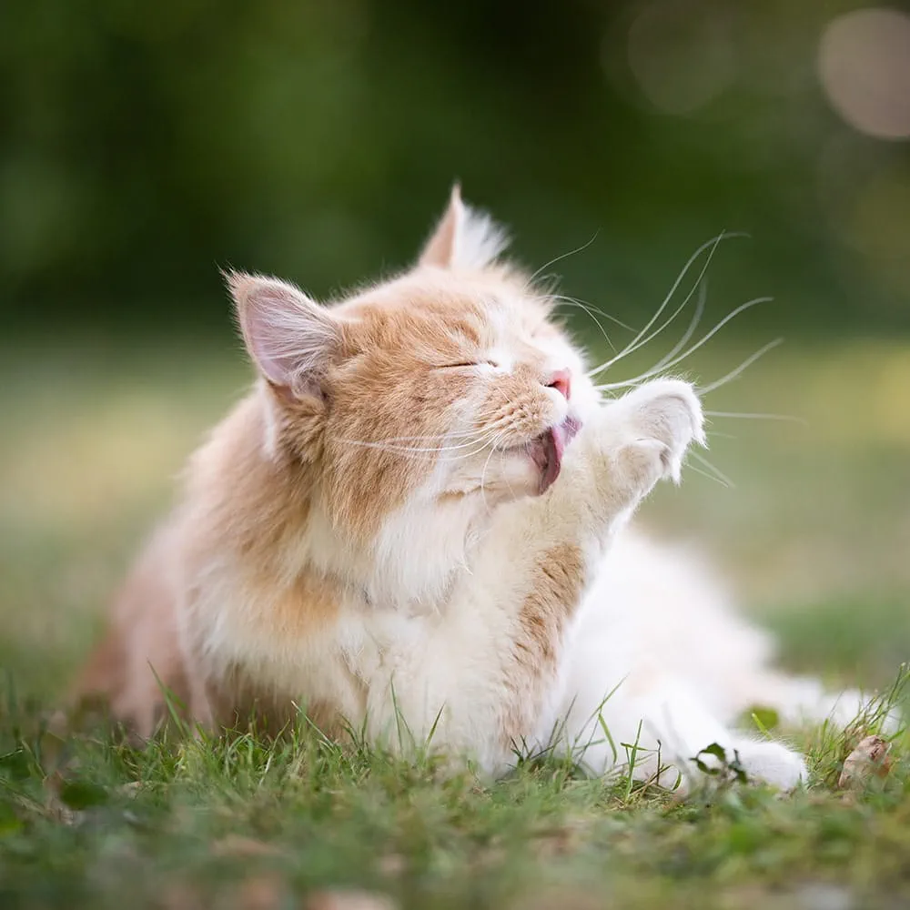 Cat grooming itself on grass