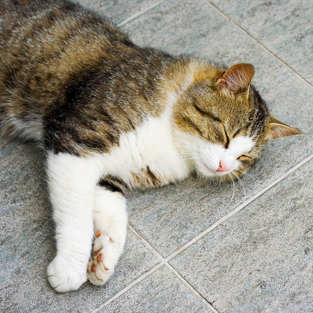 Cat sleeping on kitchen tiles