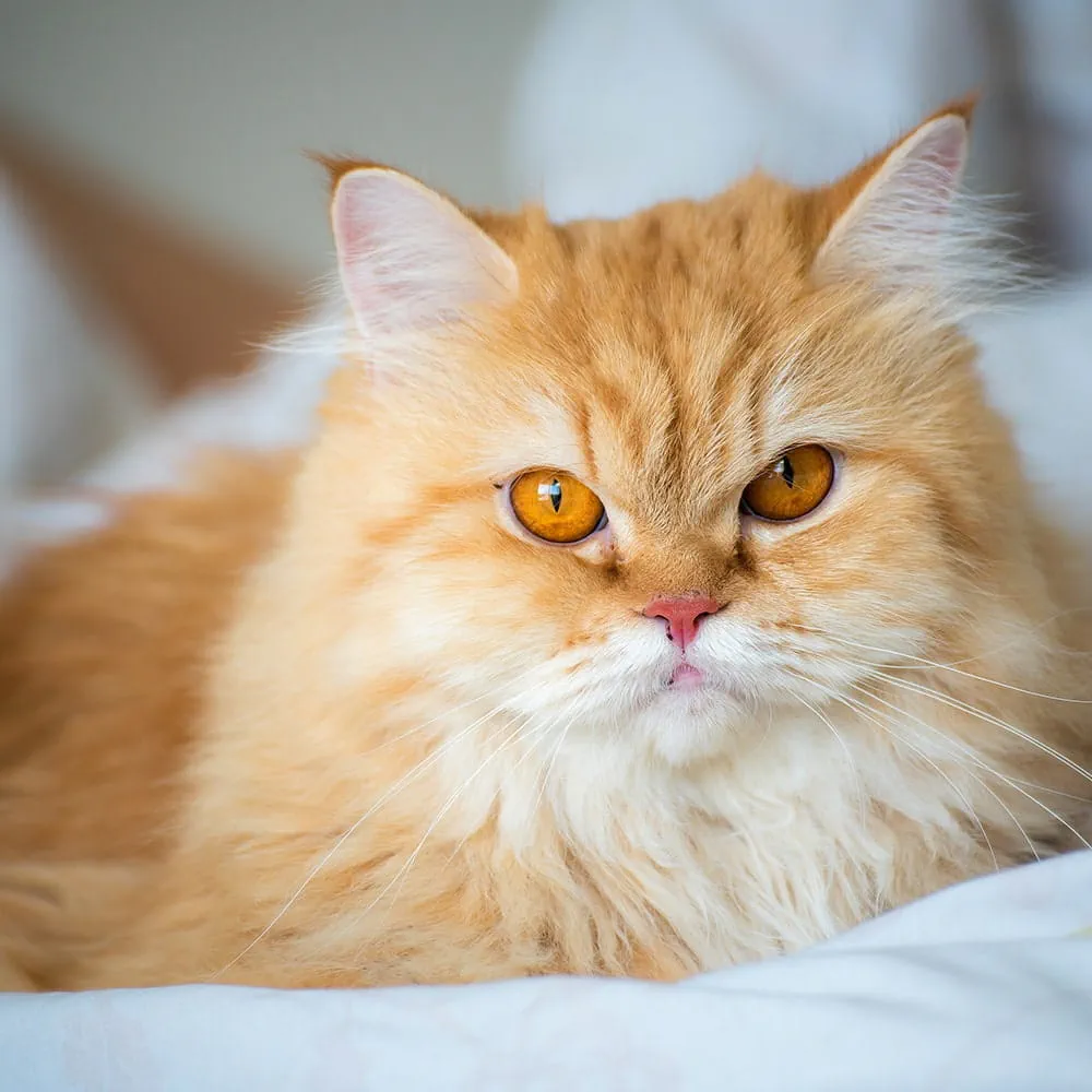 Persian cat lying on bed