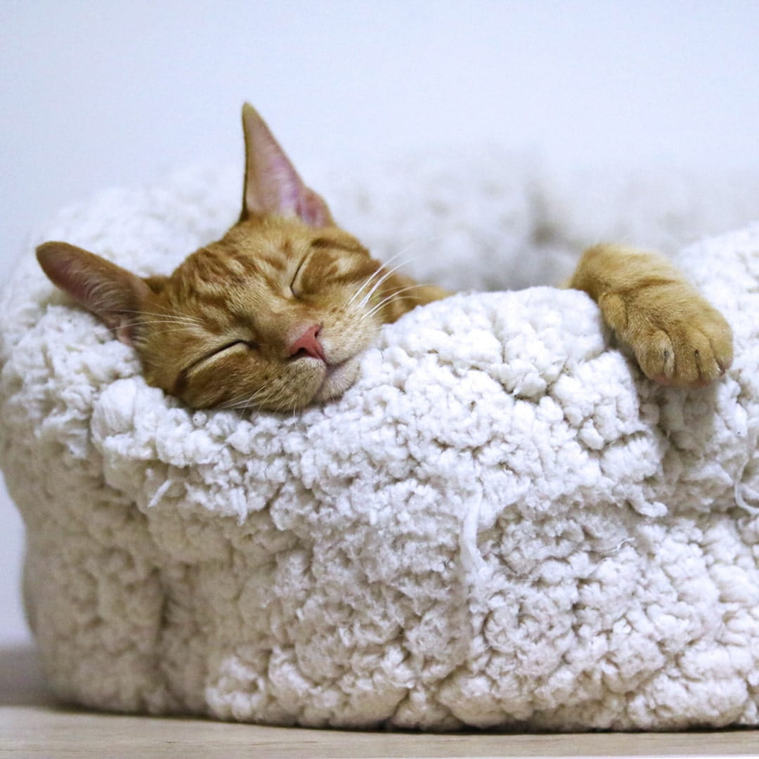 Choosing the best bed for your cat
