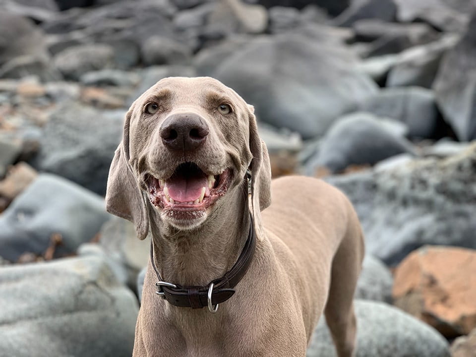 Weimaraner's are a great hunting dog