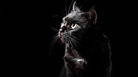 Why are black cats considered bad luck? | petGuard