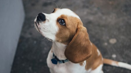 The most popular dog breeds in the UK during lockdown