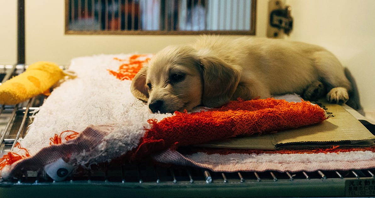 A re-homed puppy at a rescue centre after lockdown