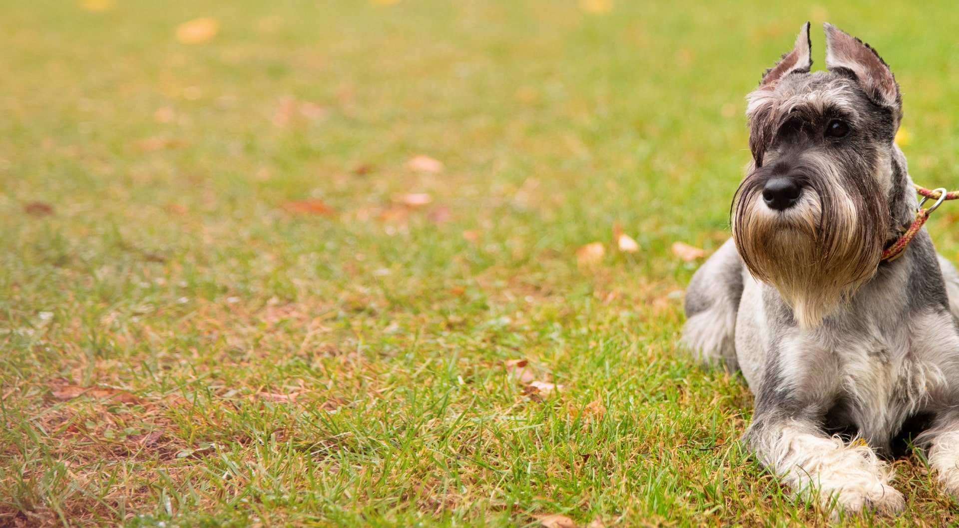 Miniature Schnauzer insurance | petGuard