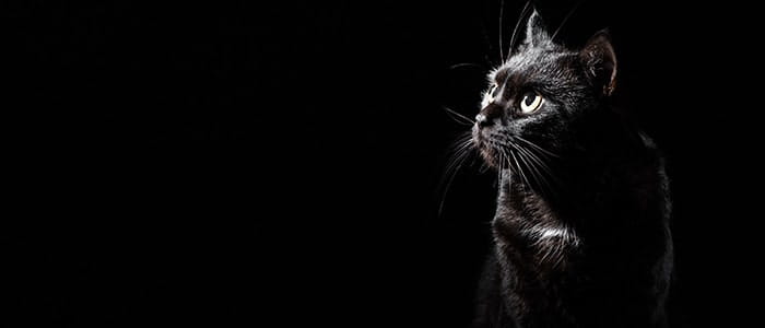 Why are black cats considered bad luck? | petGuard