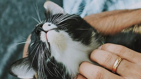 How can you tell that your cat loves you?