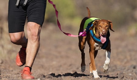 What is canicross? A beginners guide